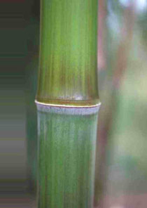 Phyllostachys iridescens