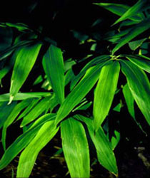 Hibanobambusa tranquilansWuchshöhe: 2mHalme: dünn,grün bis rötlich, überhängend Besonderheit: dunkelgrünes relativ großes Blatt Verwendung: Busch, Unterpflanzung, Kübel Winterhärte: -25° C