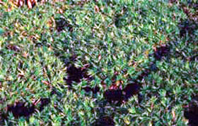 Pleioblastus distichusWuchshöhe: 30-50cmBlätter: klein, fächerförmig,dunkelgrünVerwendung: sonnig, halbschattiger BodendeckerWinterhärte: -20° C