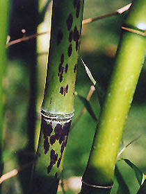 Phyllostachys glauca ·Yunzhu·